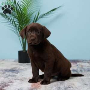 Tammie, Chocolate Labrador Retriever Puppy